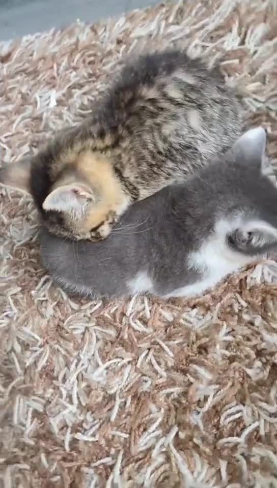 Mixed Breed cats for sale: 2 beautiful female kittens  - Video 1