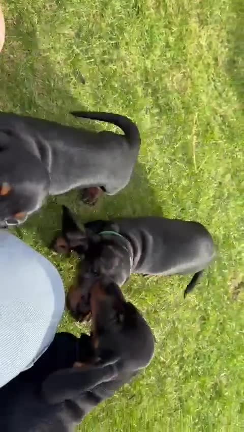 Miniature Dachshund dogs for sale: 🐾Ready to go!!! Reduced KC, Puppies.🐾 - Video 2