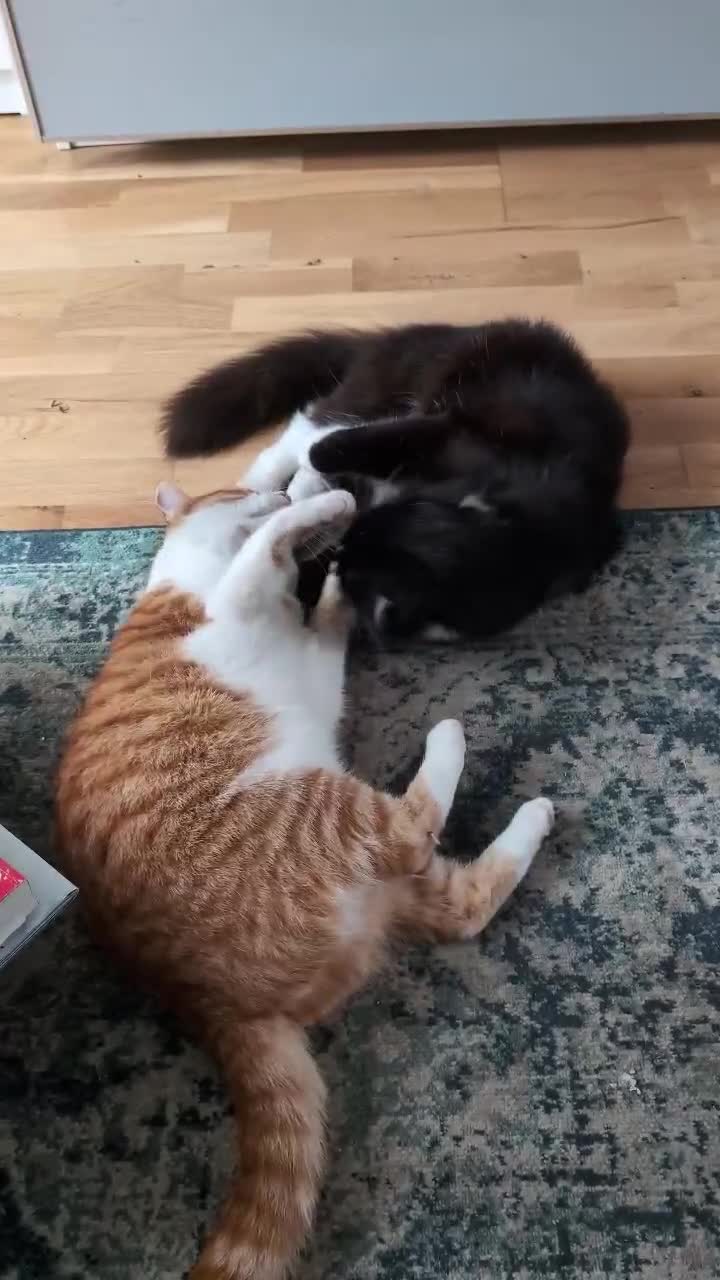 Mixed Breed cats for sale: 2 male cats NEED HOME ASAP  - Video 1