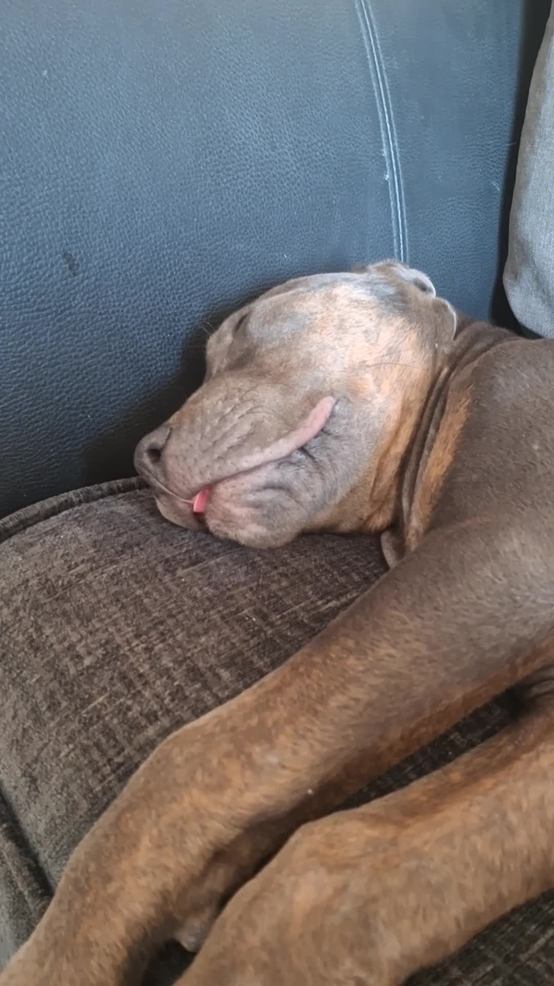 Cane Corso dogs for sale: Duke - 11 month old Cane Corso - Video 4