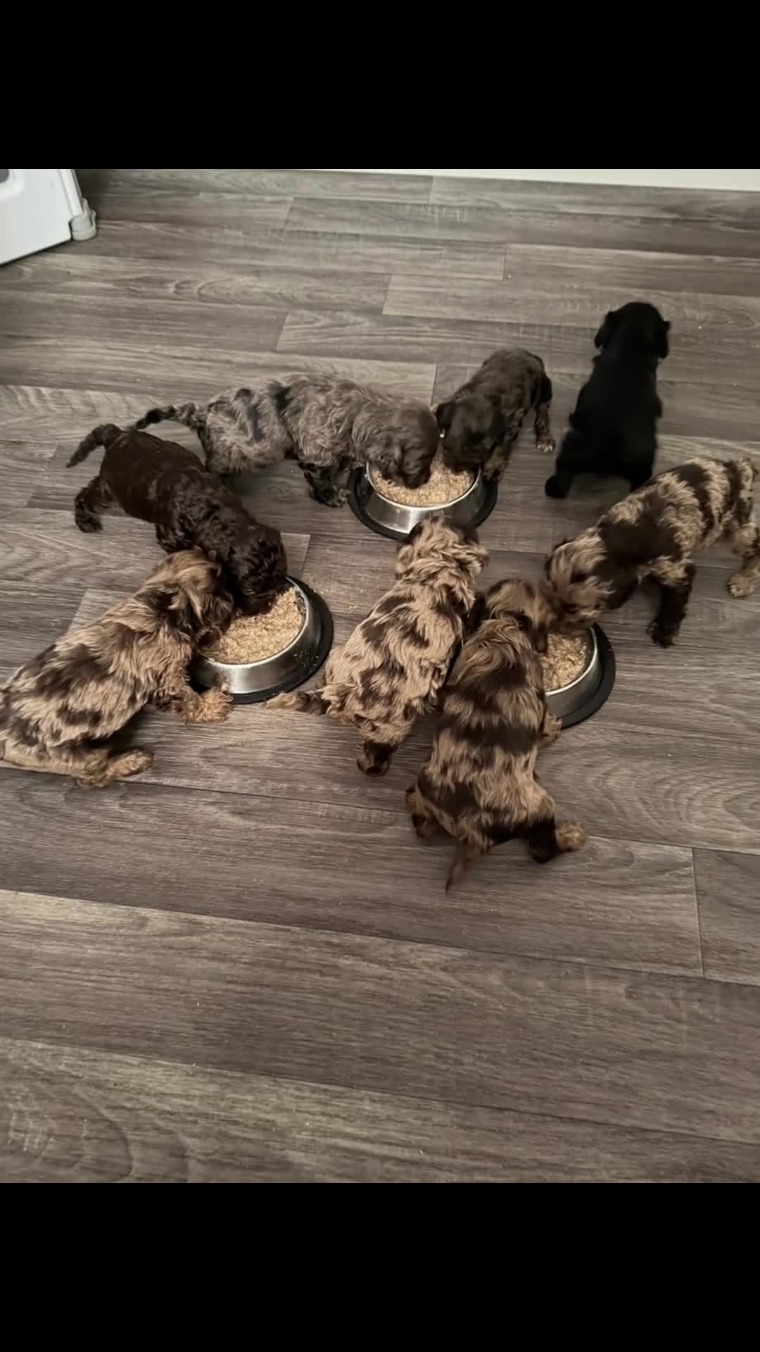 Cockapoo dogs for sale: Outstanding F3 cockapoo puppies  - Video 1