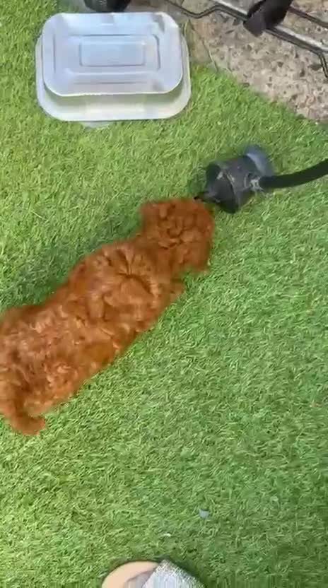 Poodle dogs for sale: Toy poodle - Video 1