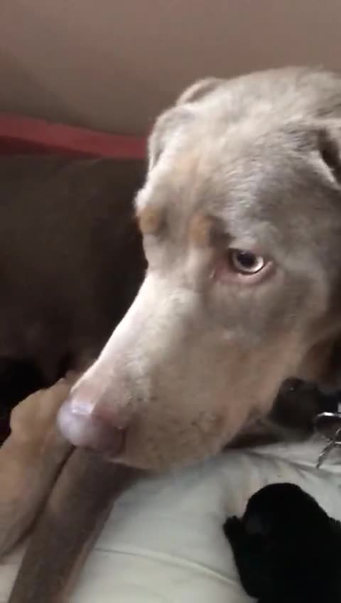 Mixed Breed dogs for sale: Only two Cavadors left.... - Video 1