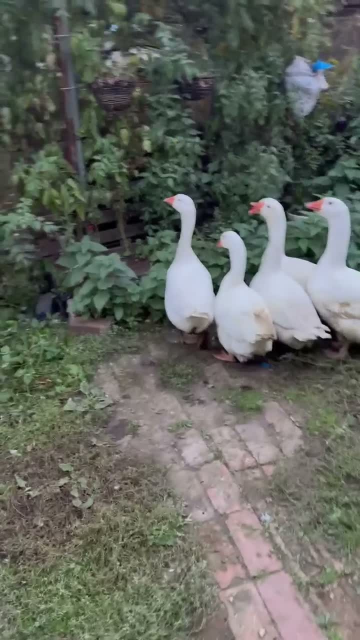 Geese poultry for sale: Gosling  - Video 2