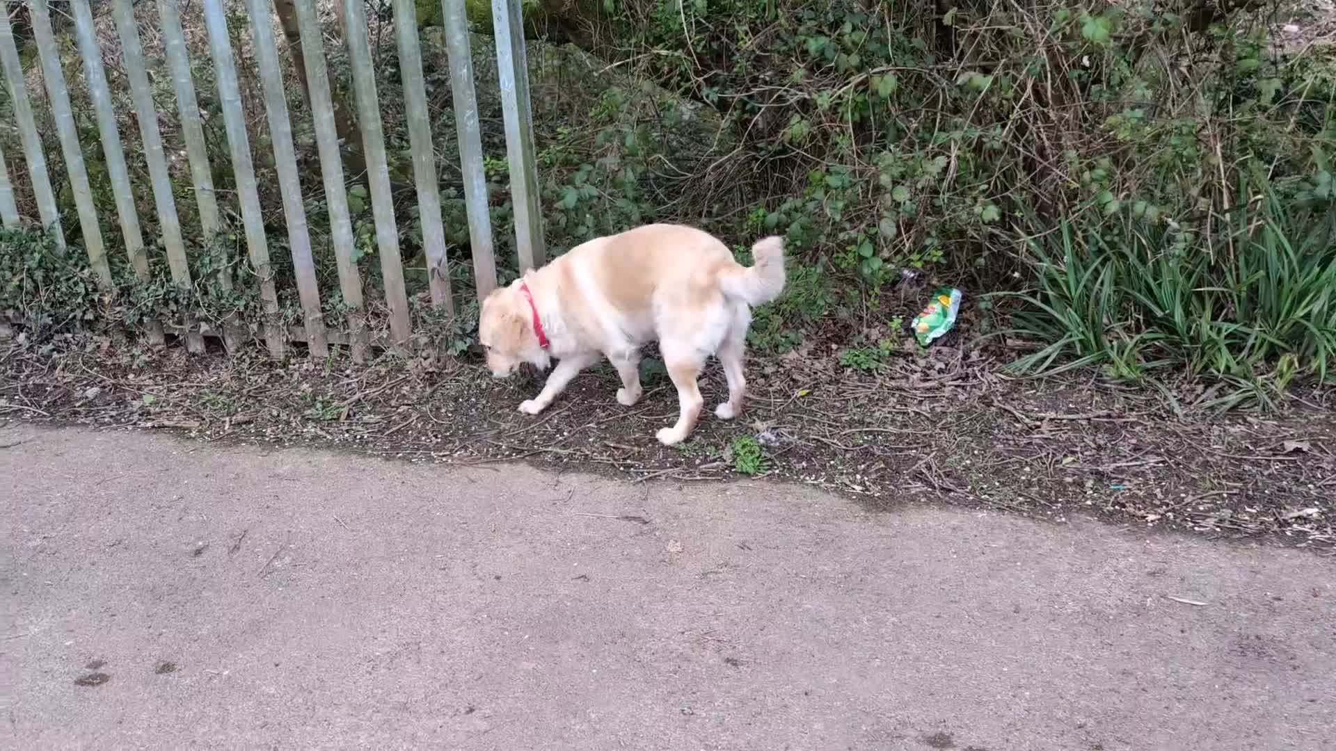 Golden Retriever dogs for sale: ❤️BELLA❤️ - Video 4