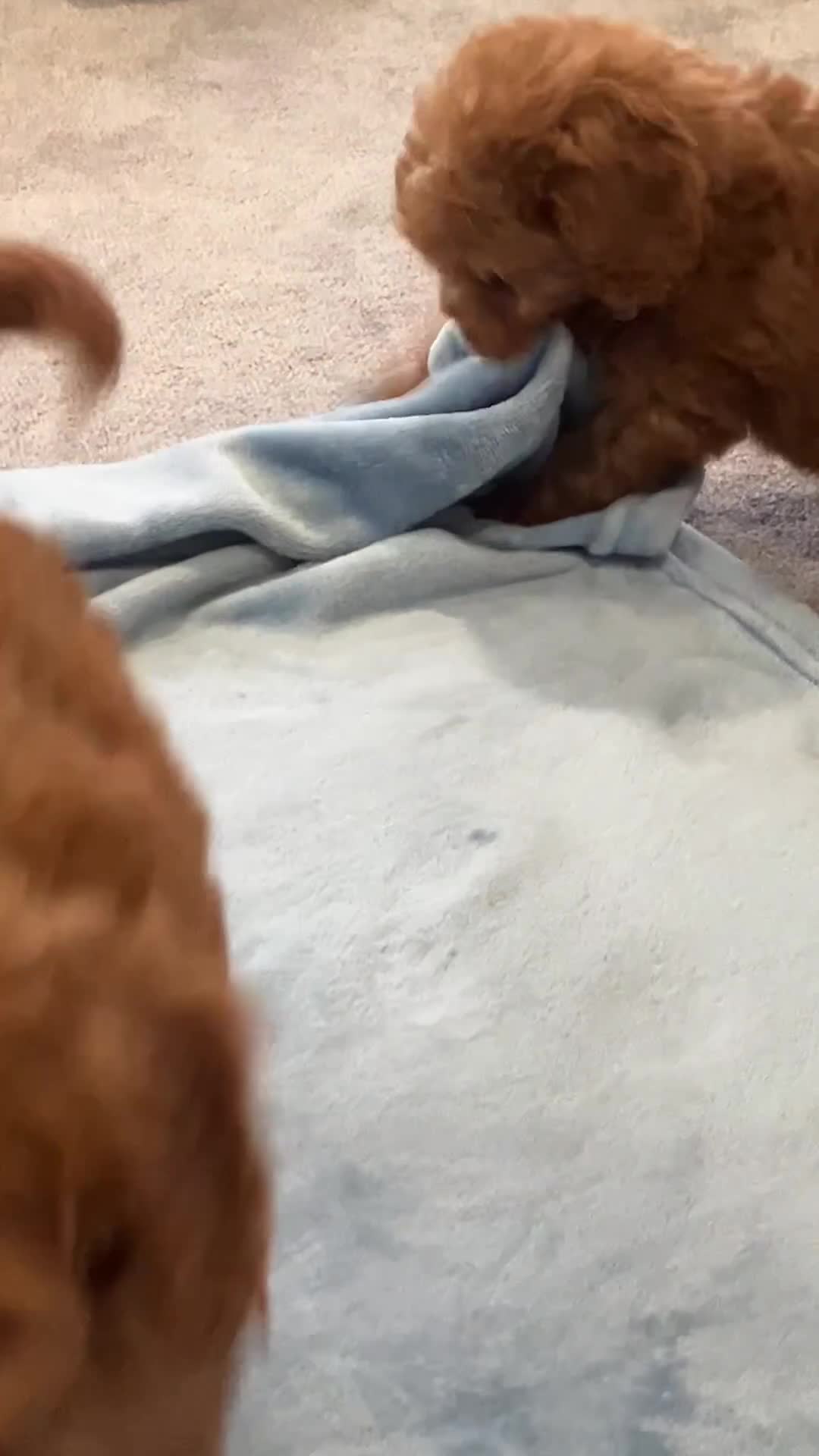 Cockapoo dogs for sale: Our darling cockapoos 🥰 - Video 1