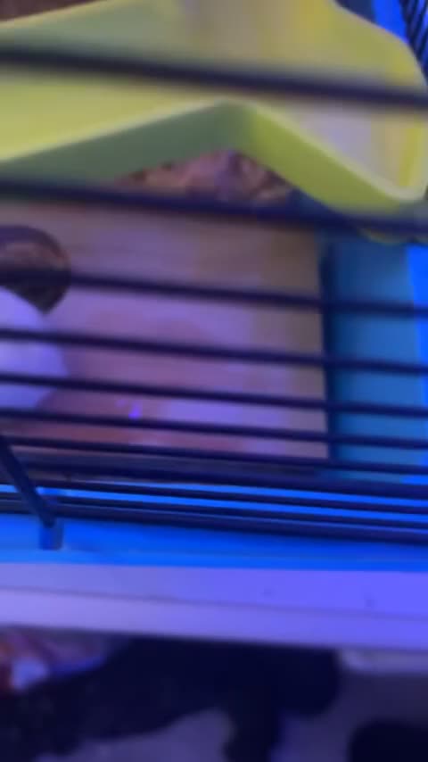 Hamster rodents for sale: 2 female Russian dwarf hamsters 20 for both  - Video 2