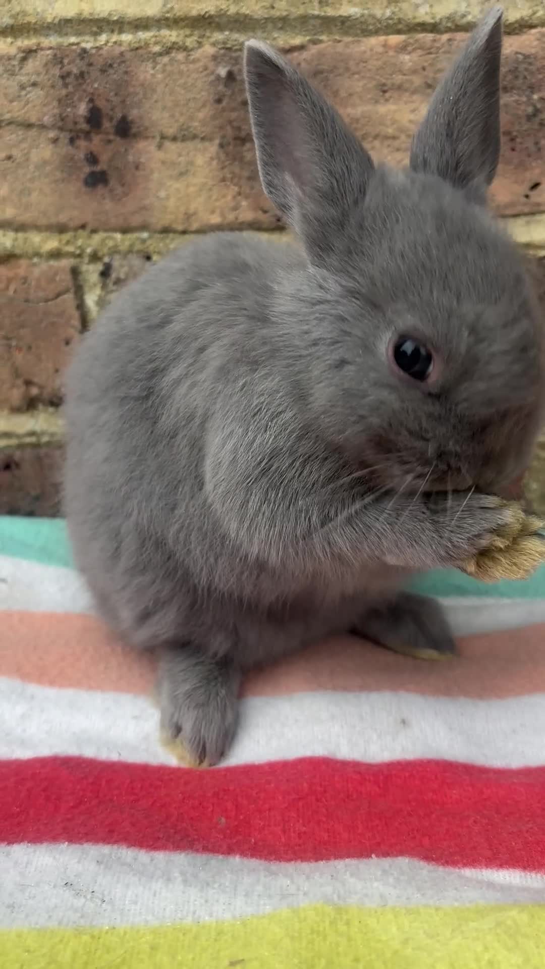 Netherland Dwarf rabbits for sale: Blue Male Netherland Dwarf bunny, ready to leave - Video 1