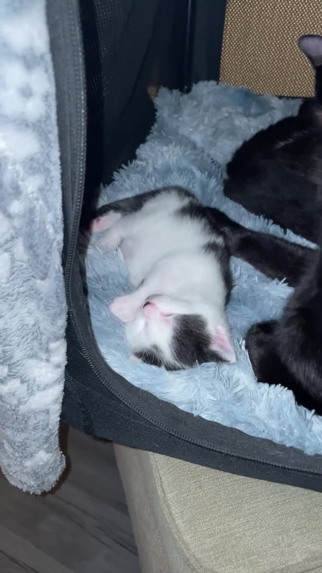 Turkish Angora cats for sale: Beautiful Turkish angora kitten  - Video 3