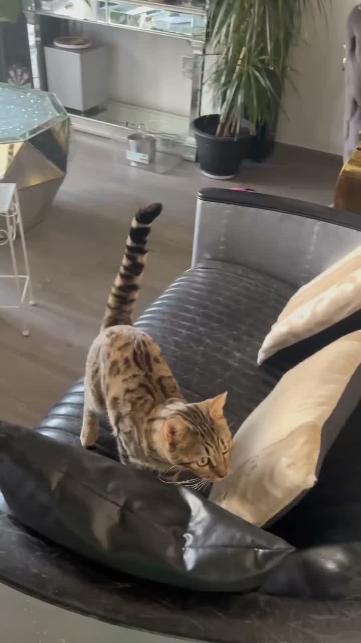 Bengal cats for sale: Bengal cross mix - Video 1