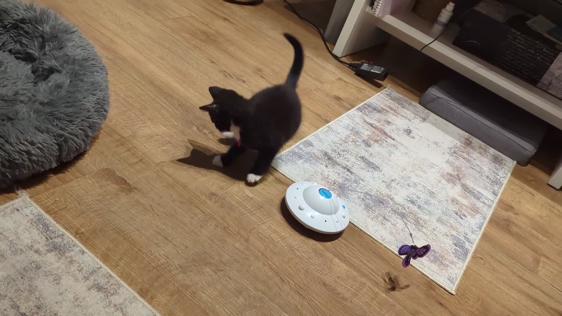Mixed Breed cats for sale: A cute kitten named Kacper is looking for love - Video 1