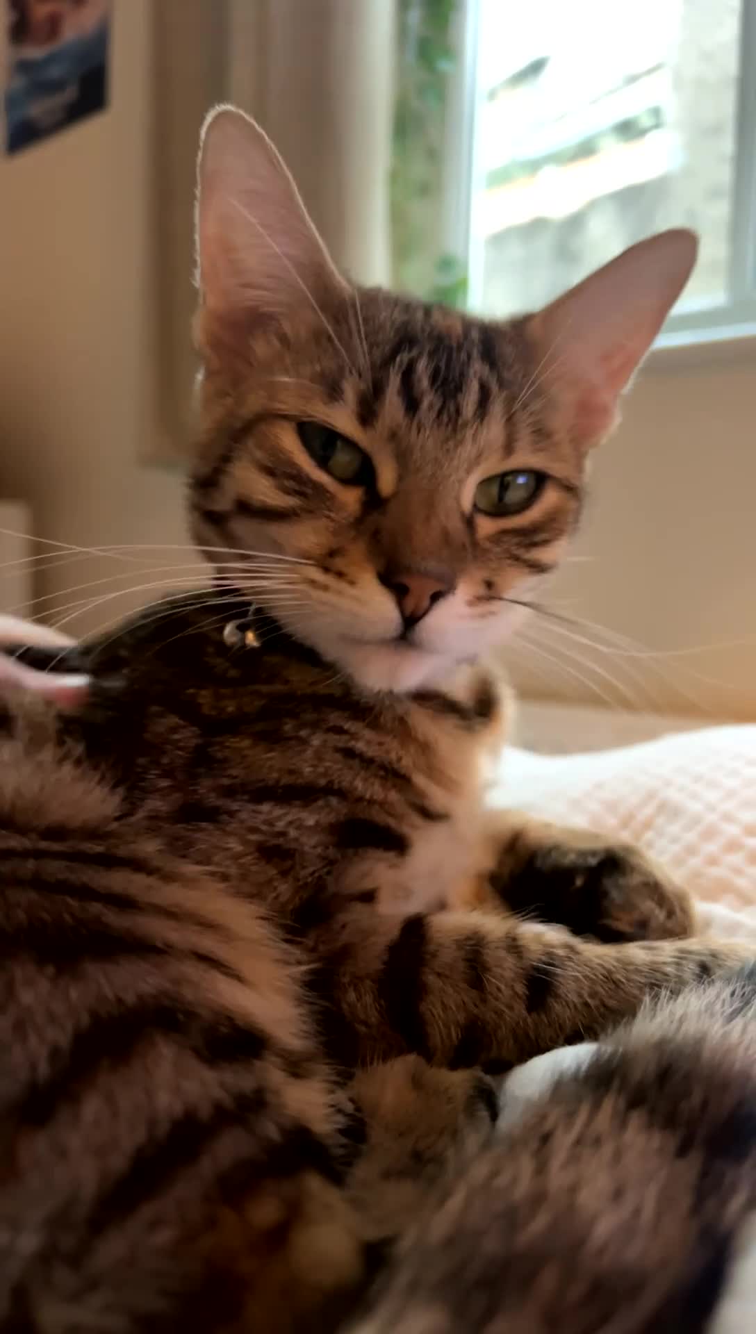 Mixed Breed cats for sale: Female mixed Bengal cat  - Video 2