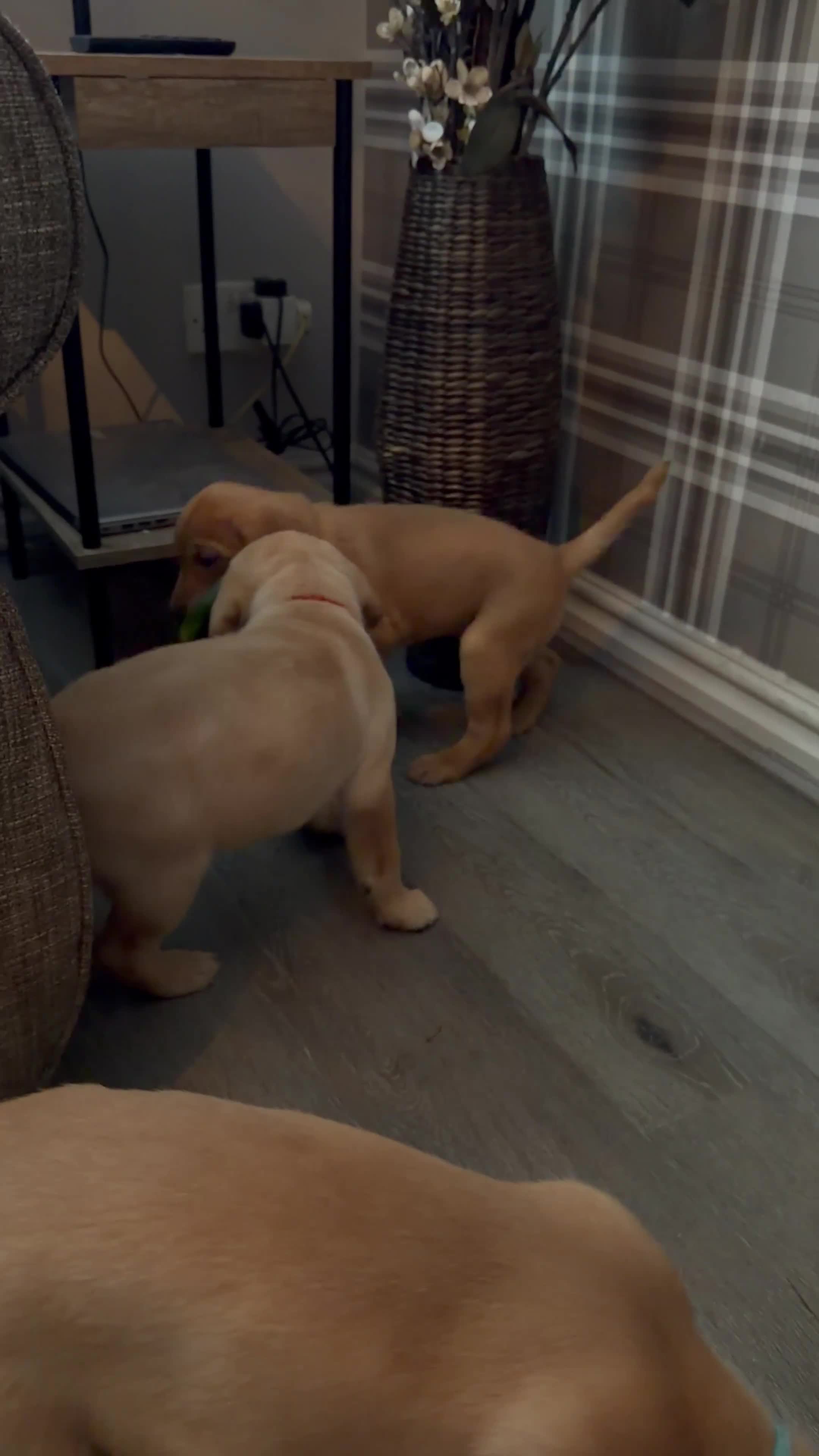 Labrador Retriever dogs for sale: Fox Red Labrador Puppies - Video 1