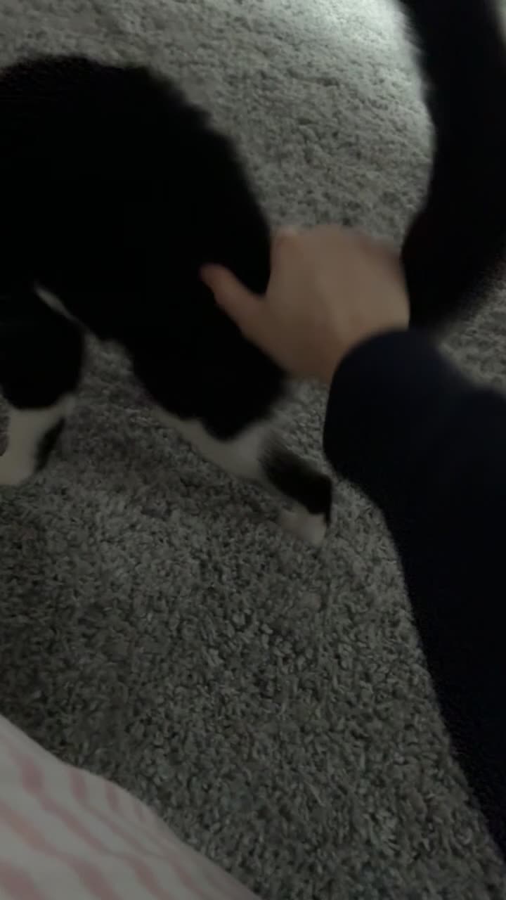 Mixed Breed cats for sale: Lexi.  - Video 1