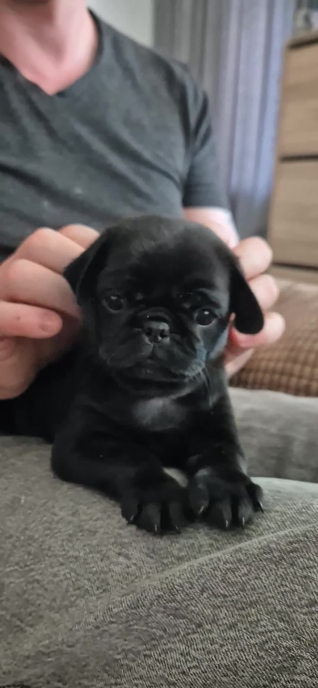 Pug dogs for sale: 3x pug girls 1x pug boy - Video 1
