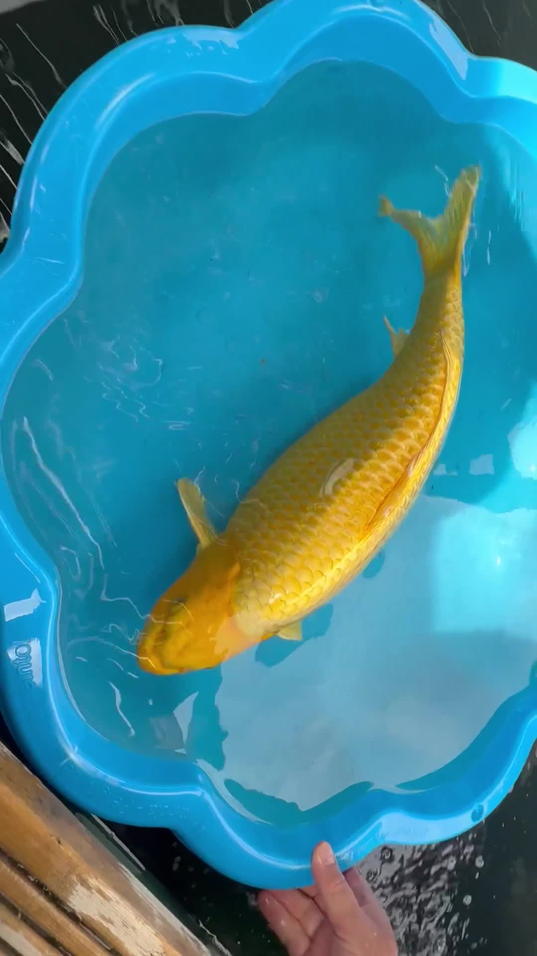 Koi Carp fish for sale: Beautiful Koi Carp looking for new home  - Video 1