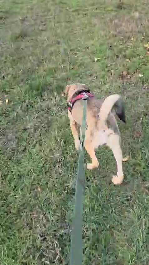 Mixed Breed dogs for adoption: 🐾DALIDA, Grace, Strength & a Heart Full of Love💛 - Video 3