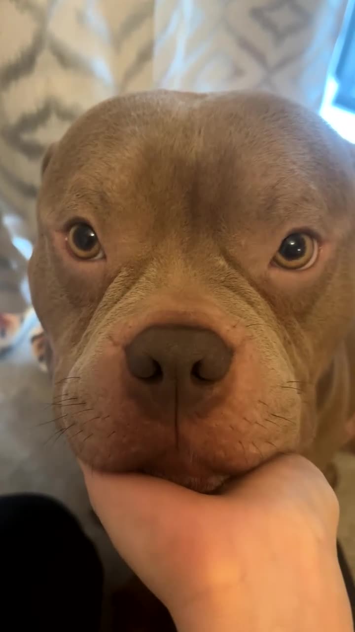 American Bully dogs for stud: Stud Only  in Bristol - Video 1