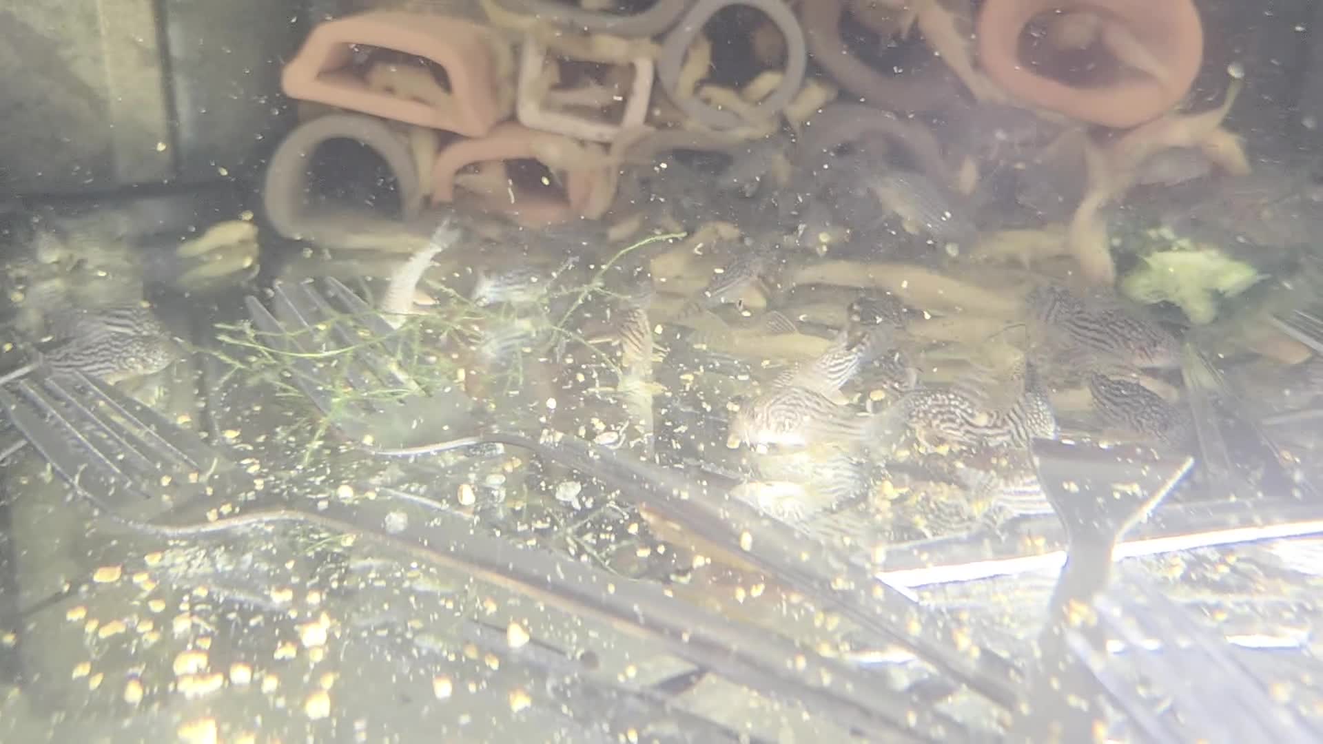 Killifish fish for sale: the fish that are in the photo Read the descriptio - Video 2