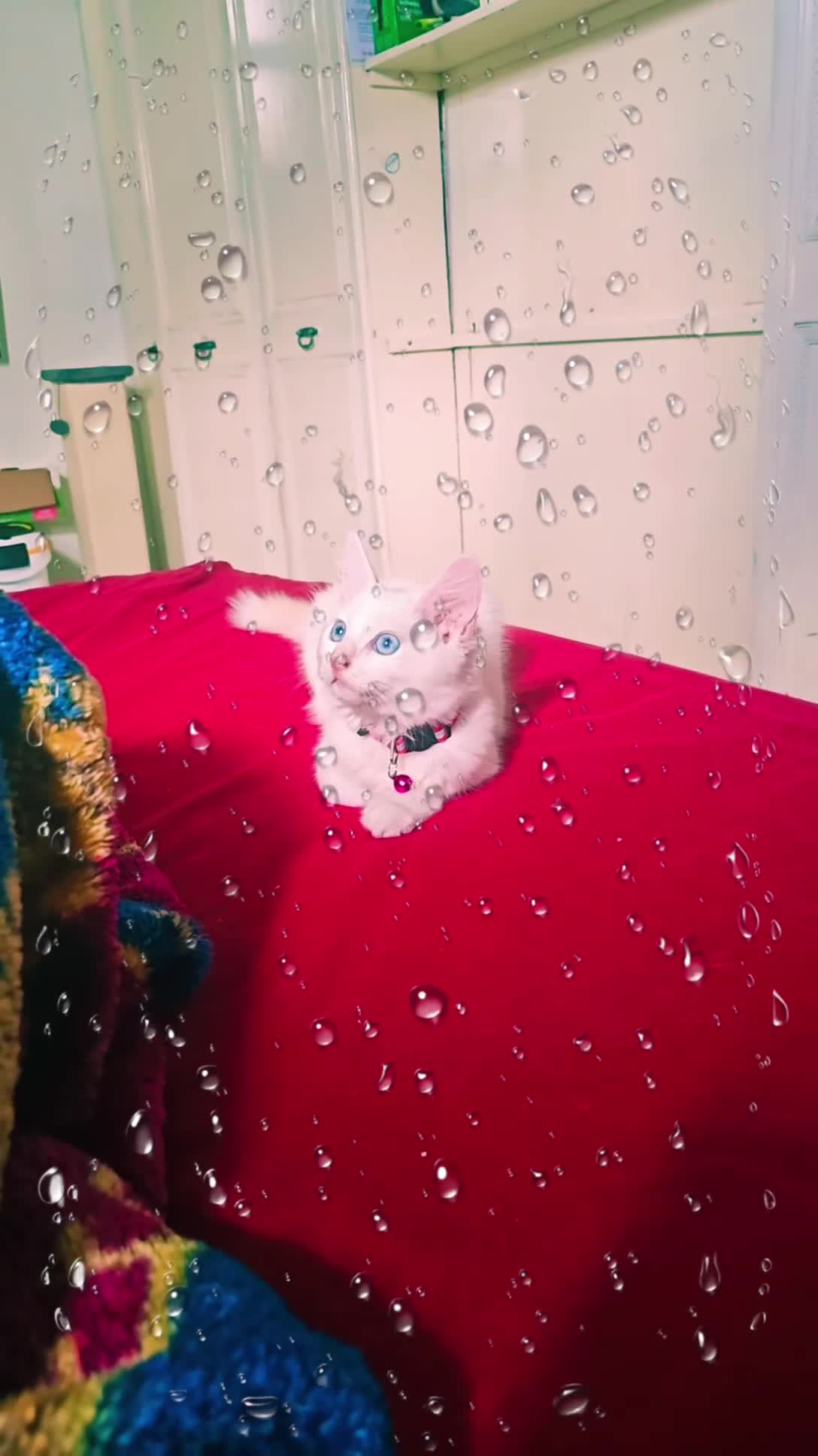 Ragdoll cats for sale: 3 Cute Ragdoll kittens - Video 1