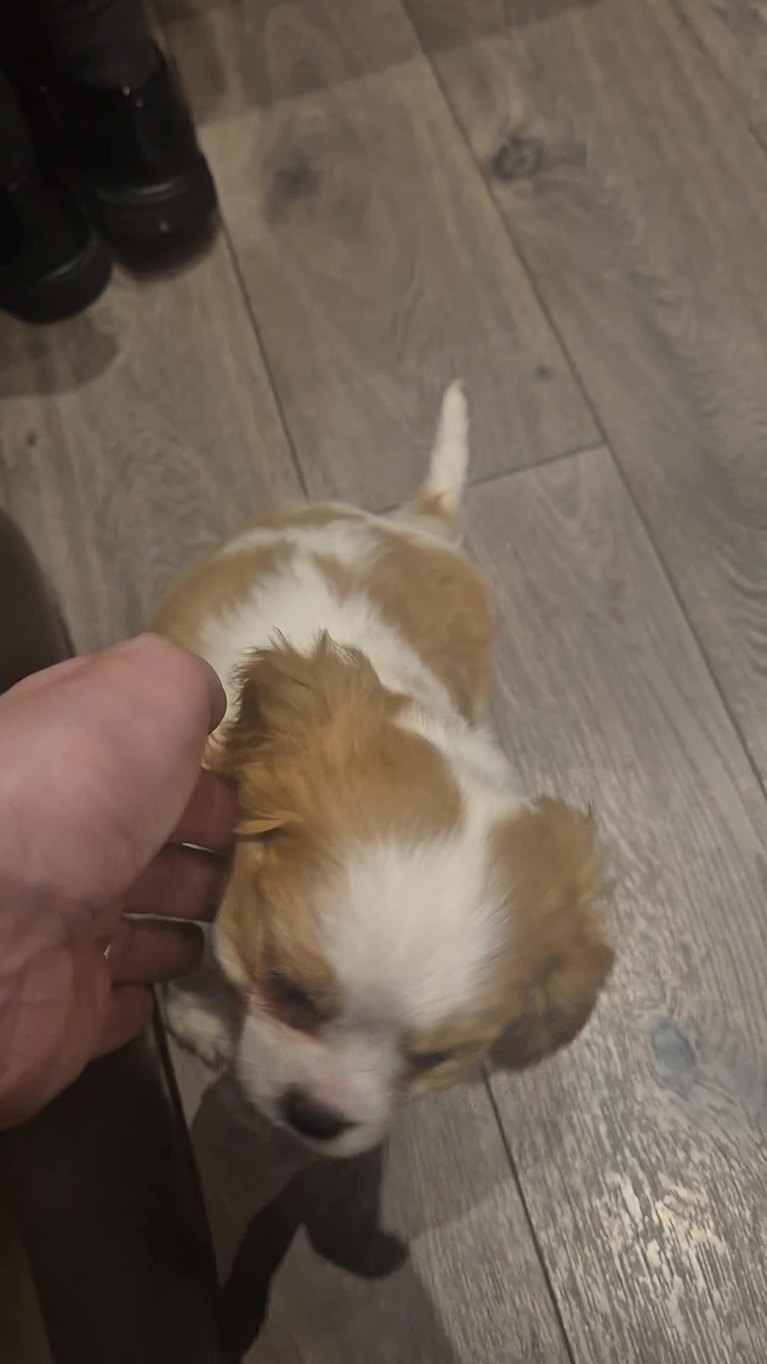 Cavalier King Charles Spaniel dogs for sale: Beautiful KC cavalier king Charles puppys in Sutton-in-Ashfield - Video 1