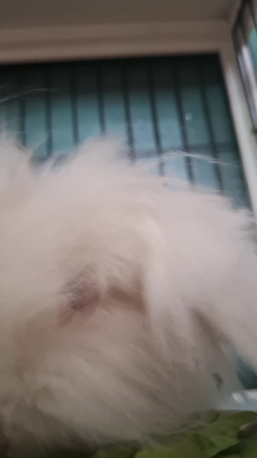 Lionhead rabbits for sale: Rabbit for adoption  - Video 1