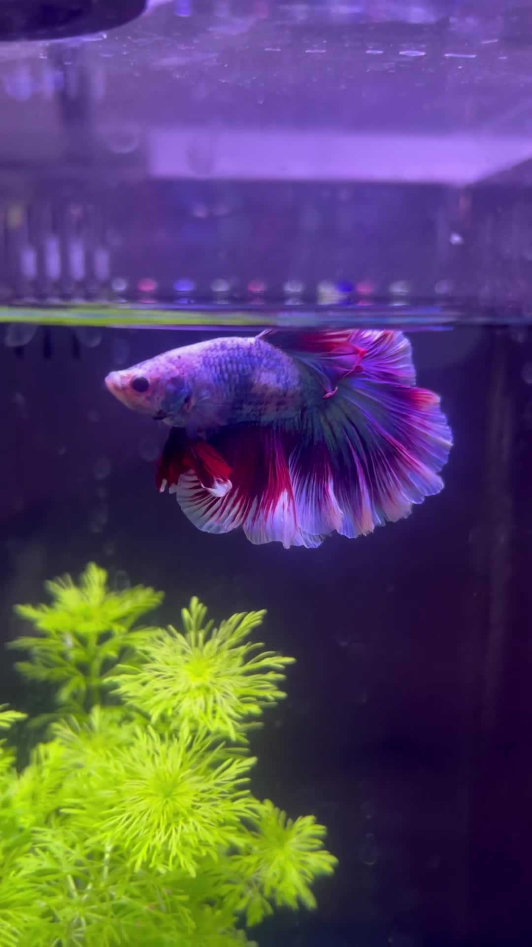 Bettas fish for sale: Betta fish - Video 1