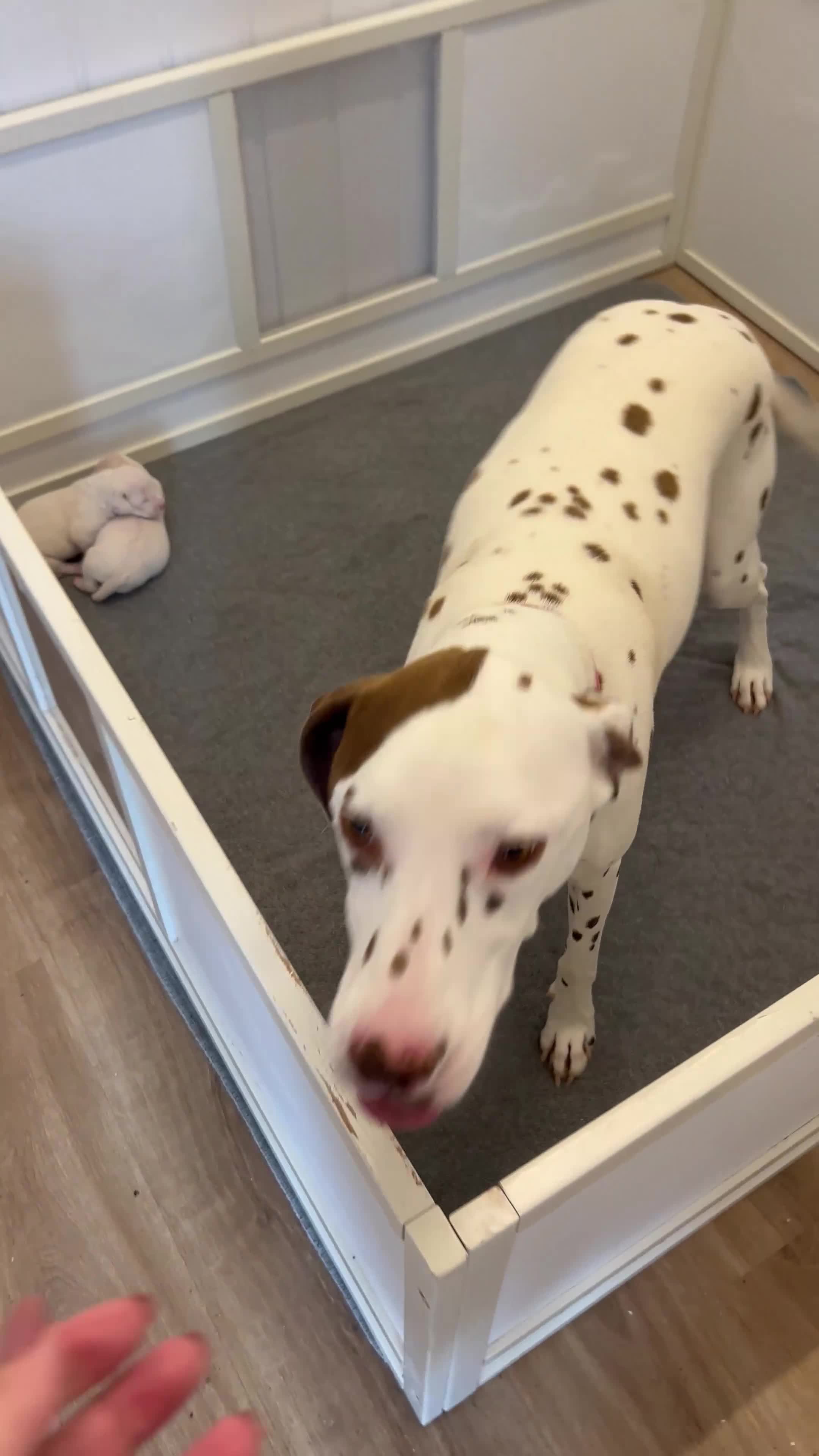Dalmatian dogs for sale: 🐶 Two Beautiful Dalmatian Puppies!! 🐶  - Video 1