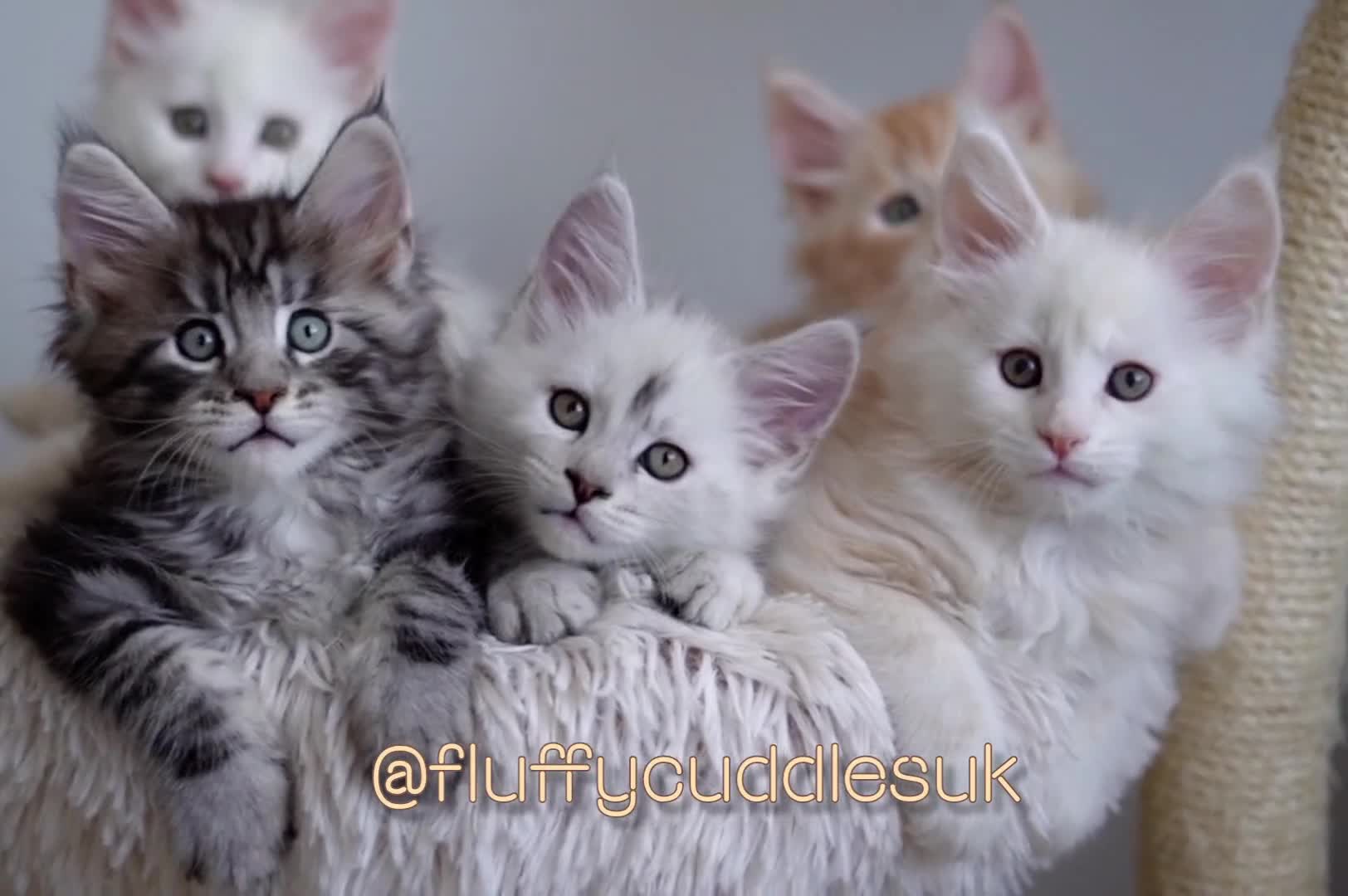 Maine Coon cats for sale: Rare Red Shaded TICA Maine Coon Kittens - Video 1