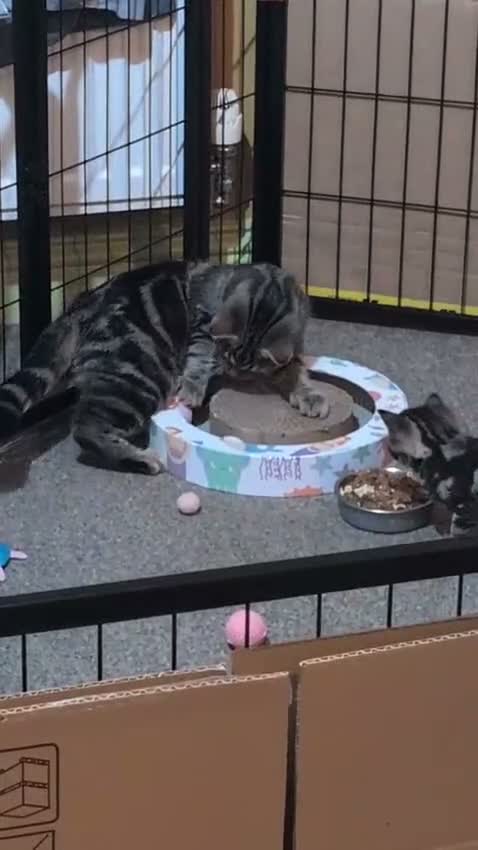 Mixed Breed cats for sale: 3 Gorgeous Tabby Kittens  in Ashford - Video 1
