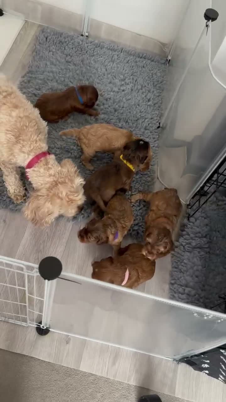 3 LEFT! Toy F2 Cockapoo Puppies - Poole, VIEW NOW for sale in Poole ...