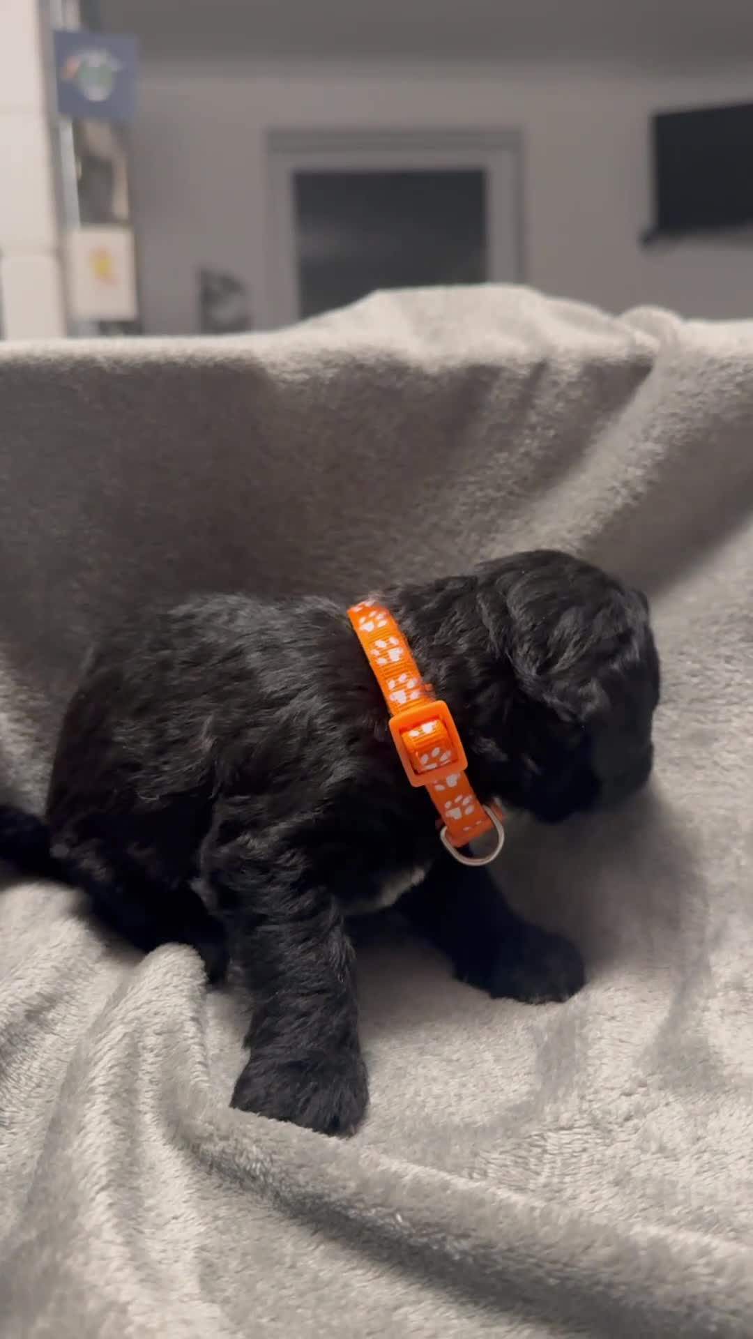 Mixed Breed dogs for sale: Poochon: 87.5% (and 12.5% jack russell) - Video 2