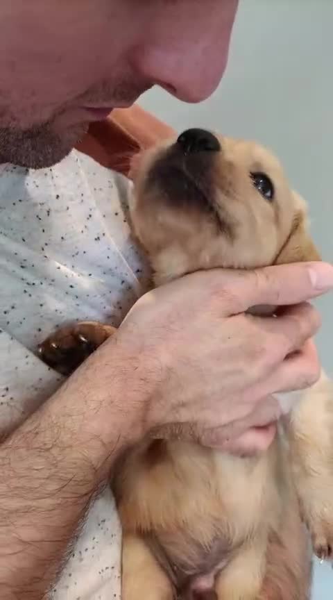 Golden Retriever dogs for sale: 2 girls and 2 boys available! Ready on Monday  - Video 1