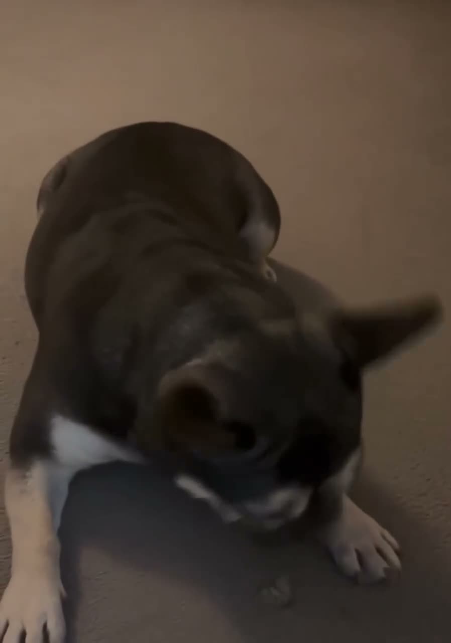 French Bulldog dogs for sale: Female Spayed French Bulldog For Sale in Chester - Video 1
