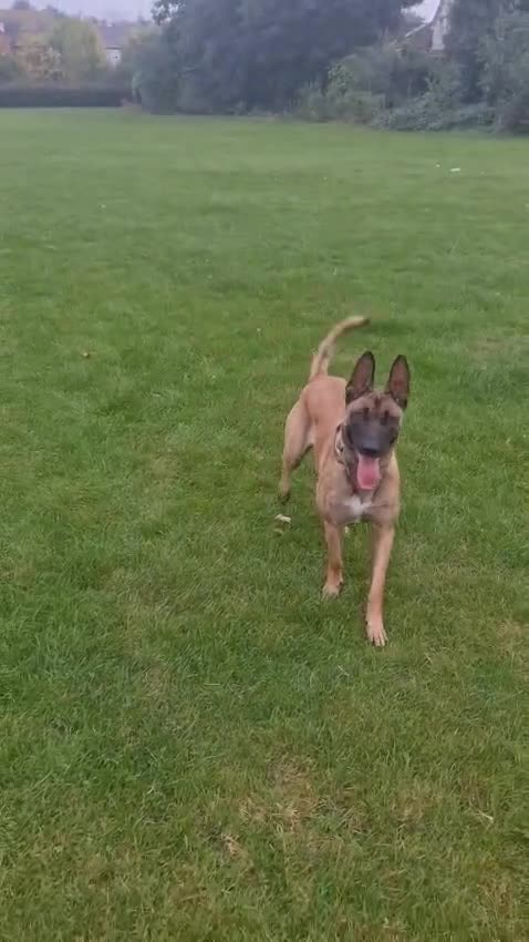 Belgian Shepherd Dog dogs for sale: Belgian Shepherd puppies - Video 1