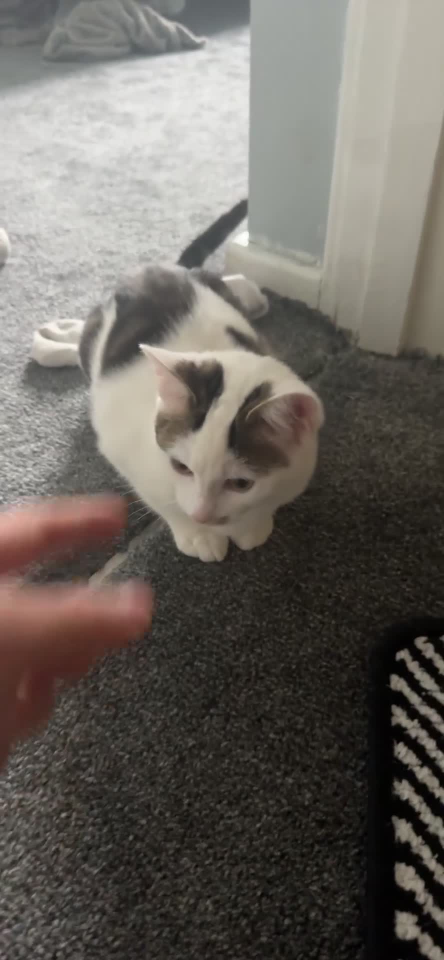 Mixed Breed cats for sale: Kittens for sale - Video 1