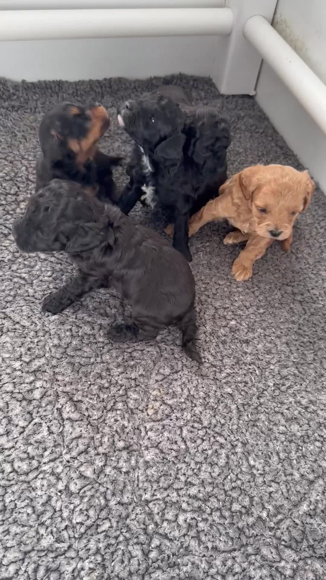 Cavapoochon dogs for sale: 2 cavapoochons available - Video 1