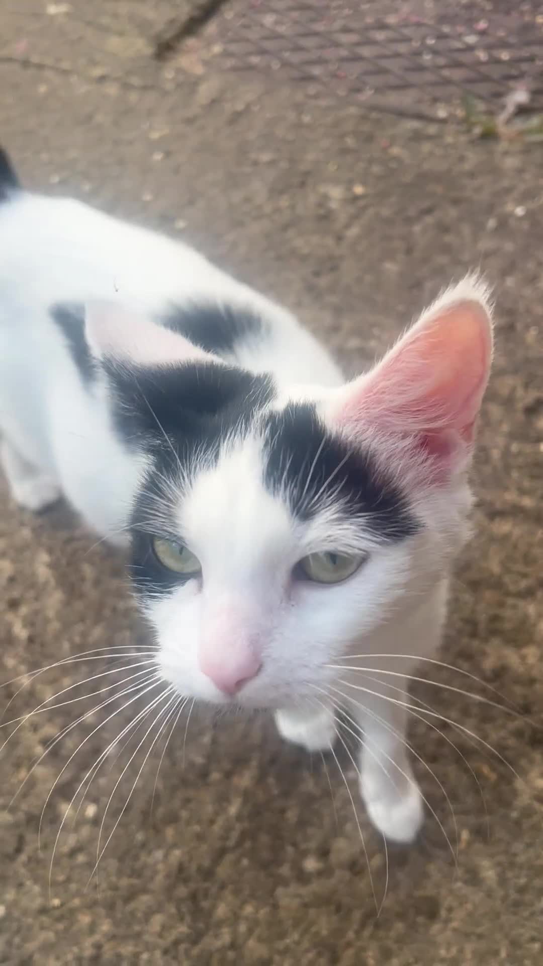 Domestic Shorthair cats for adoption: Quiet home needed for Tewkesbury stray.  - Video 1