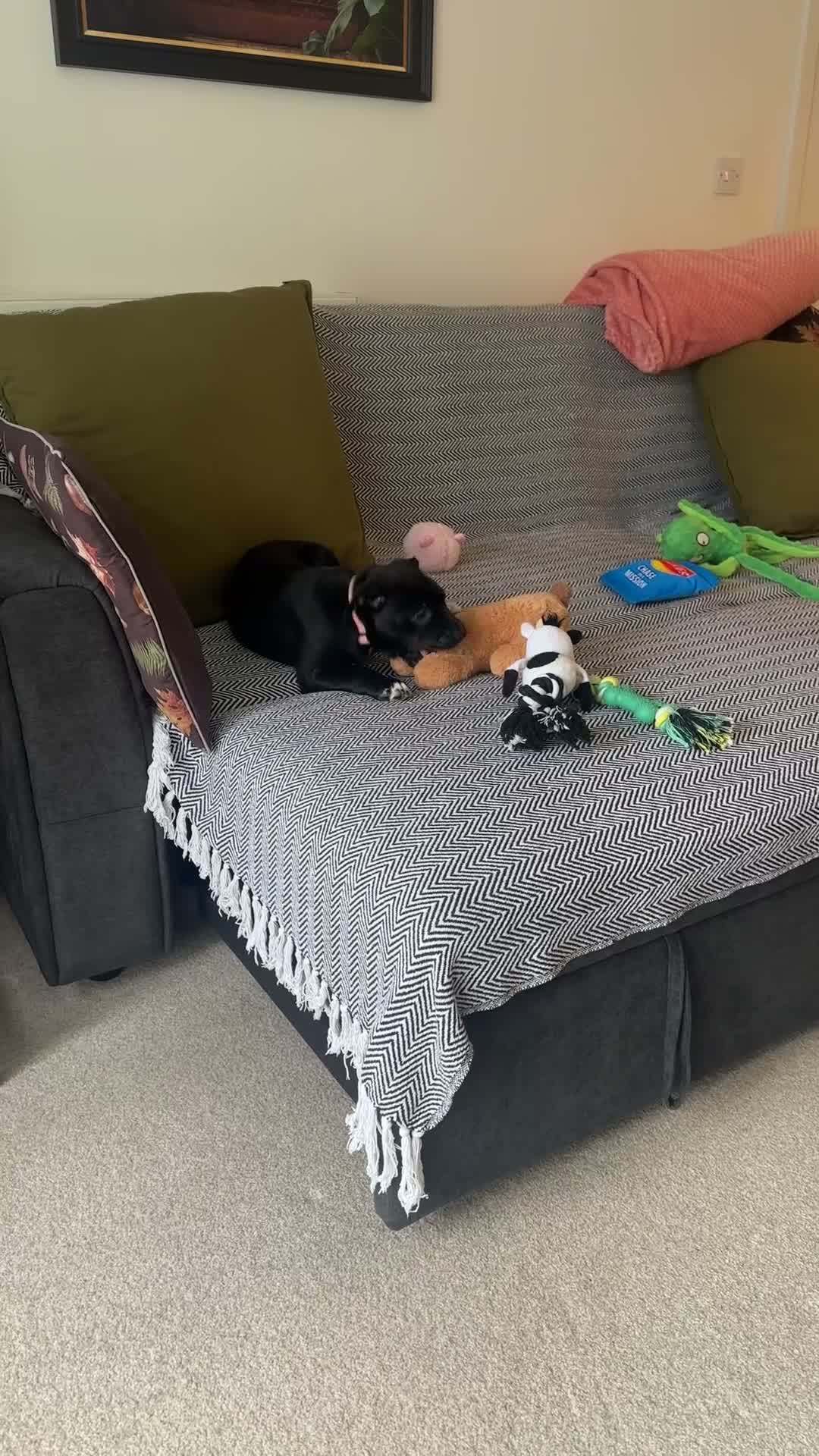 Mixed Breed dogs for sale: 🐾 Beautiful Nova is looking for her forever home  - Video 1
