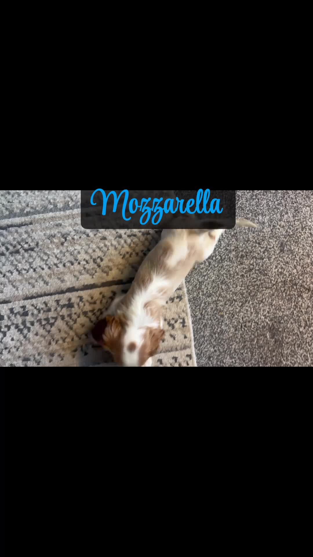 Cavalier King Charles Spaniel dogs for sale: Last one - Ready to go - Beautiful KC Registered  - Video 1