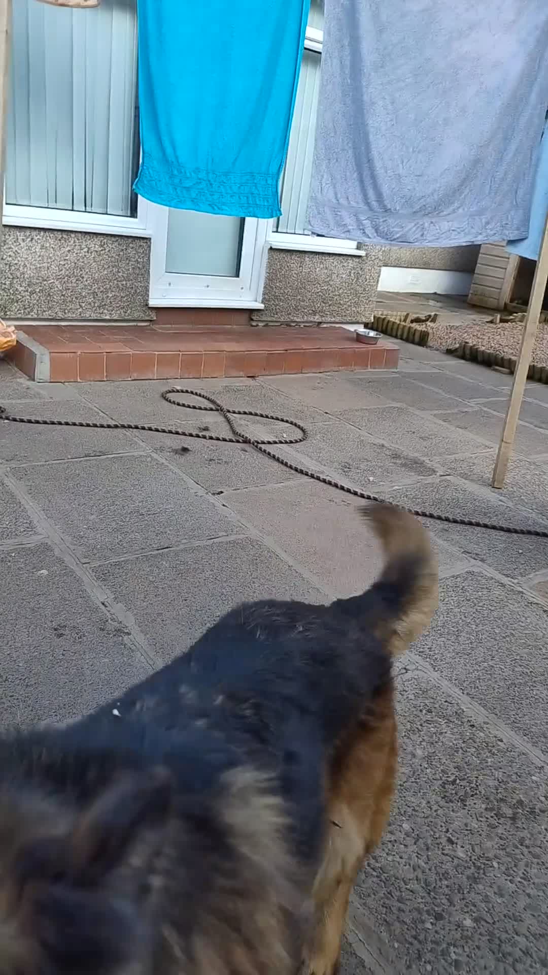 German Shepherd dogs for sale: Sky & Zeus - Video 1