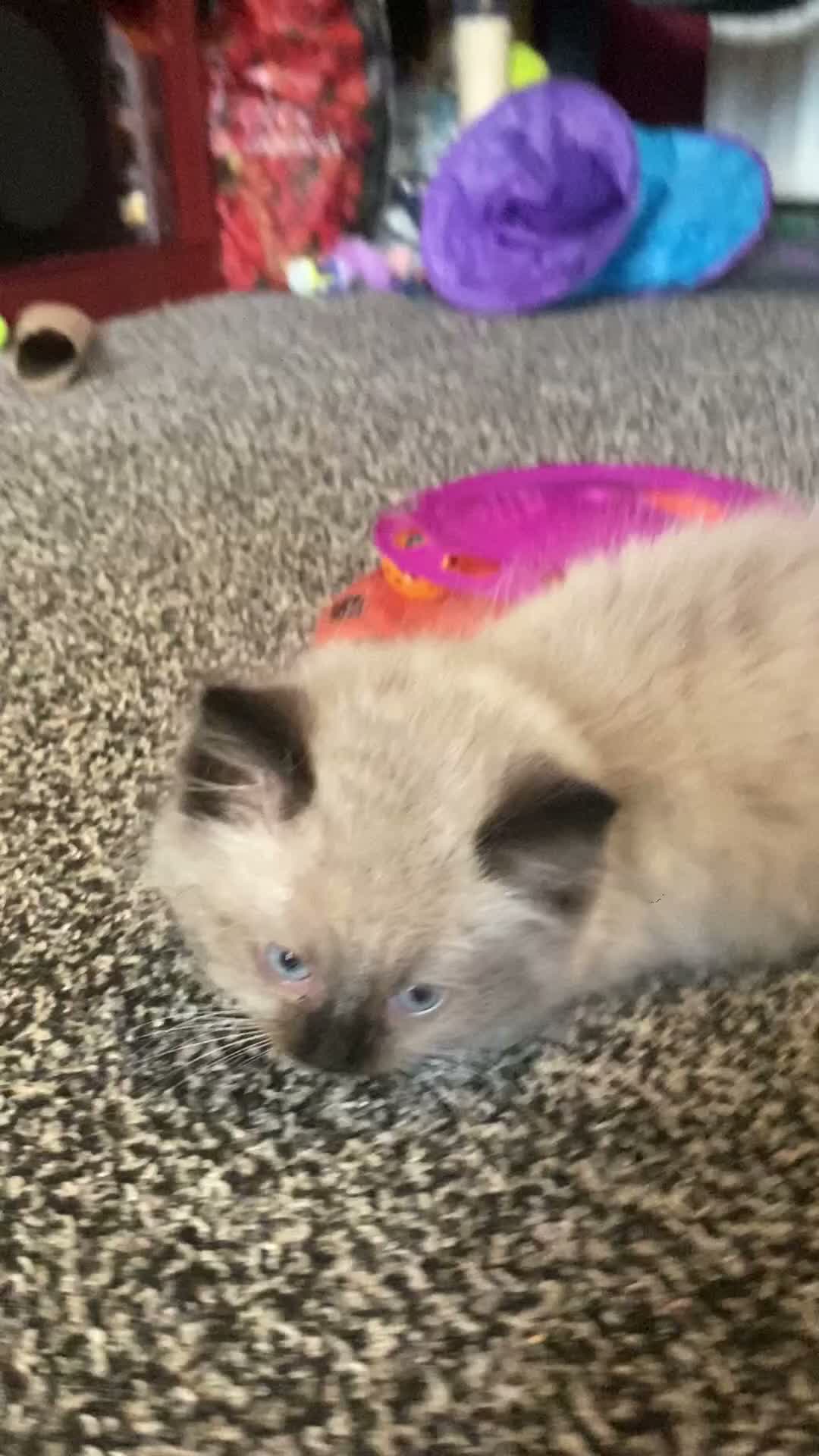 Mixed Breed cats for sale: Ragdoll and Thai kittens - Video 1