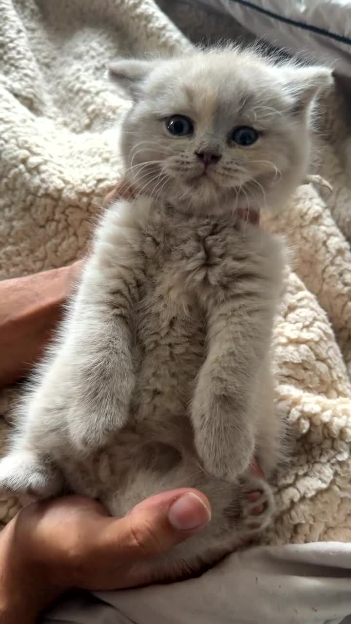 British Shorthair cats for sale: Last lilac Bicolour boy needs his new home  - Video 2