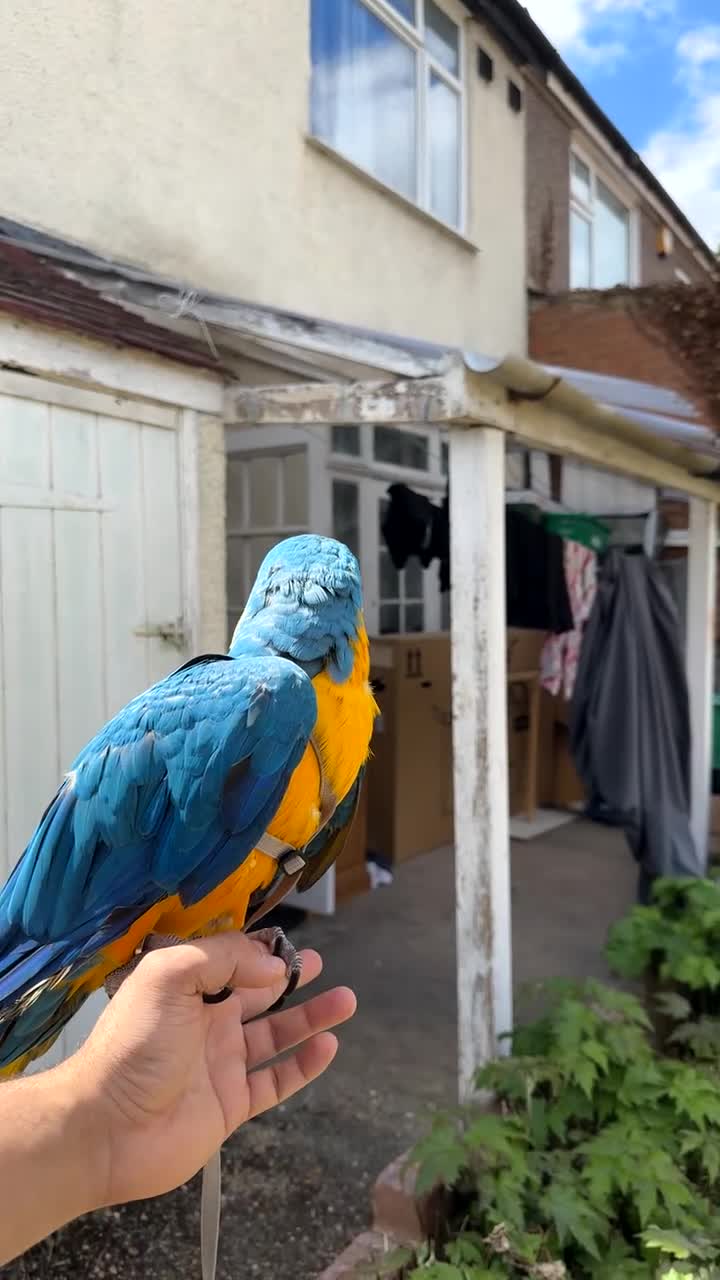 Macaws birds for sale: Blue & Gold Macaw – 12 Months Old Hand-Reared - Video 3