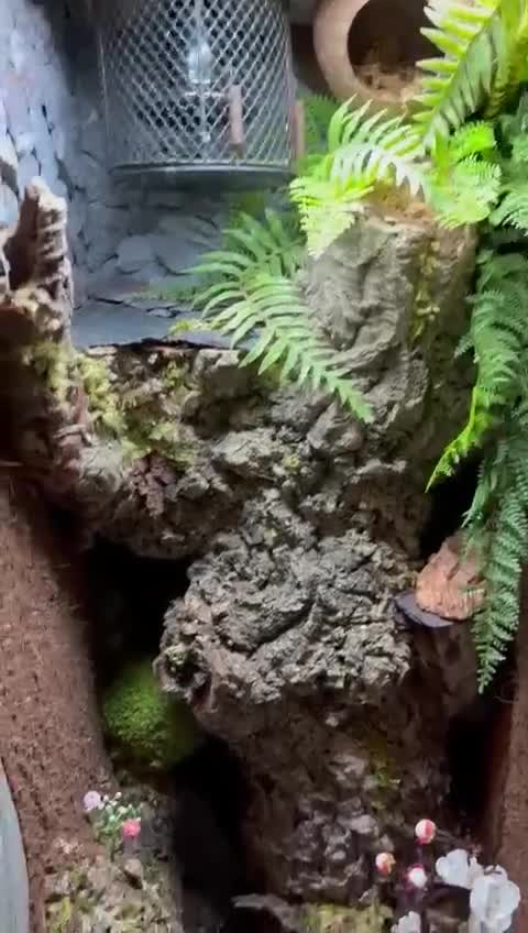 Gecko reptiles for sale: Male leachianus gecko with full set up  - Video 2