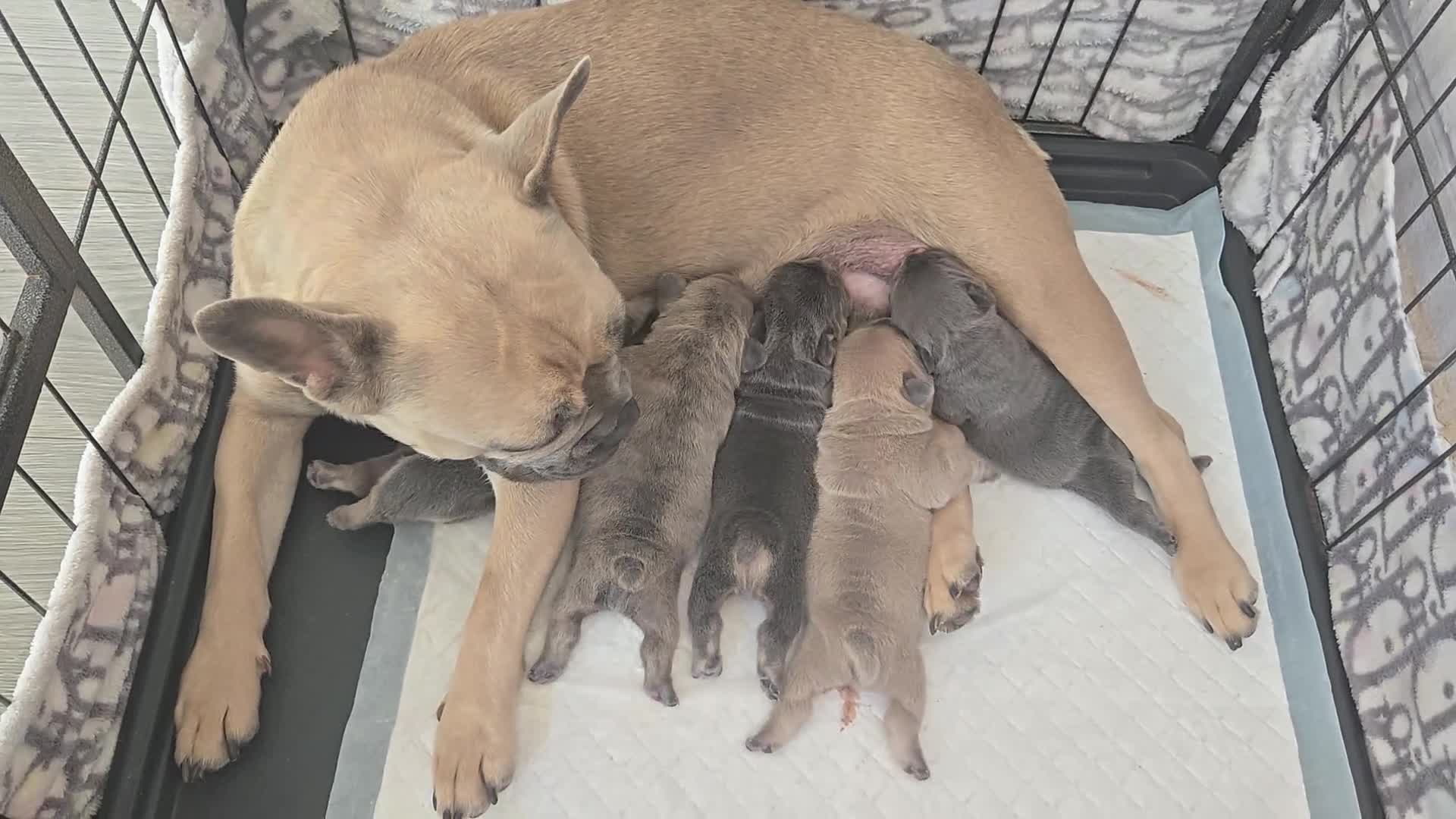 French Bulldog dogs for sale: Beautiful litter of 5 french bulldogs for sale  - Video 1