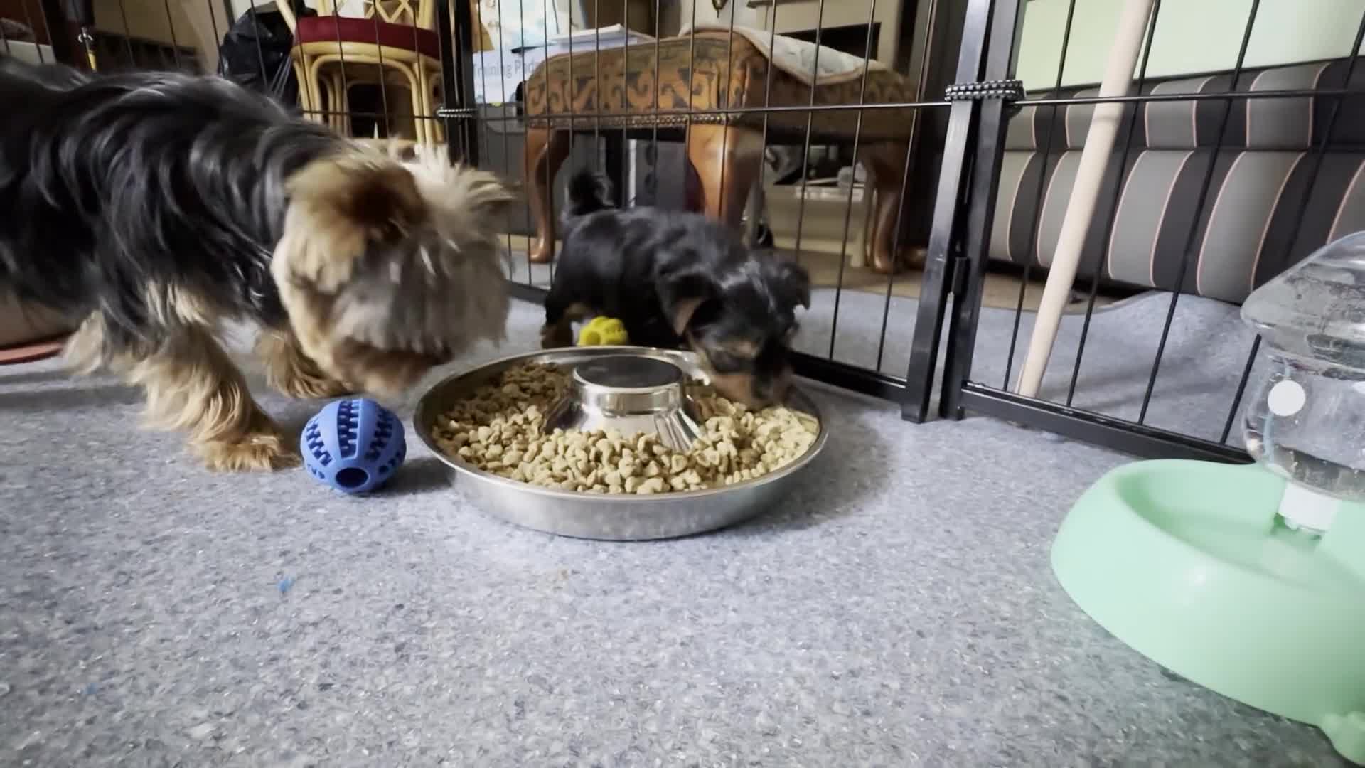 Yorkshire Terrier dogs for sale: KC registered Yorkshire Terrier puppy in Worthing - Video 1