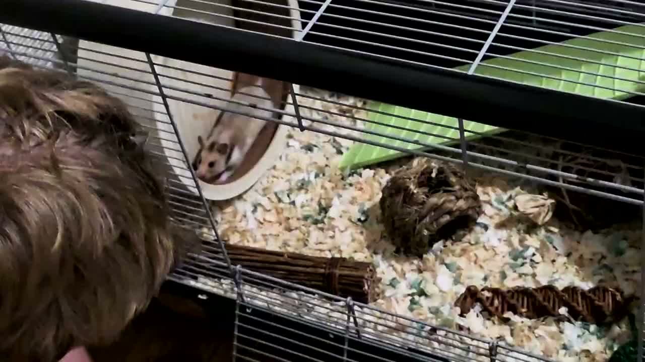 Hamster rodents for sale: Syrian hamster + full set up  - Video 1