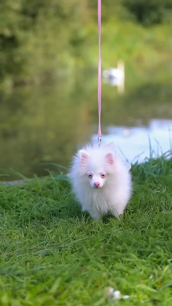 Pomeranian dogs for sale: Extremely Rare Pomeranian  - Video 2