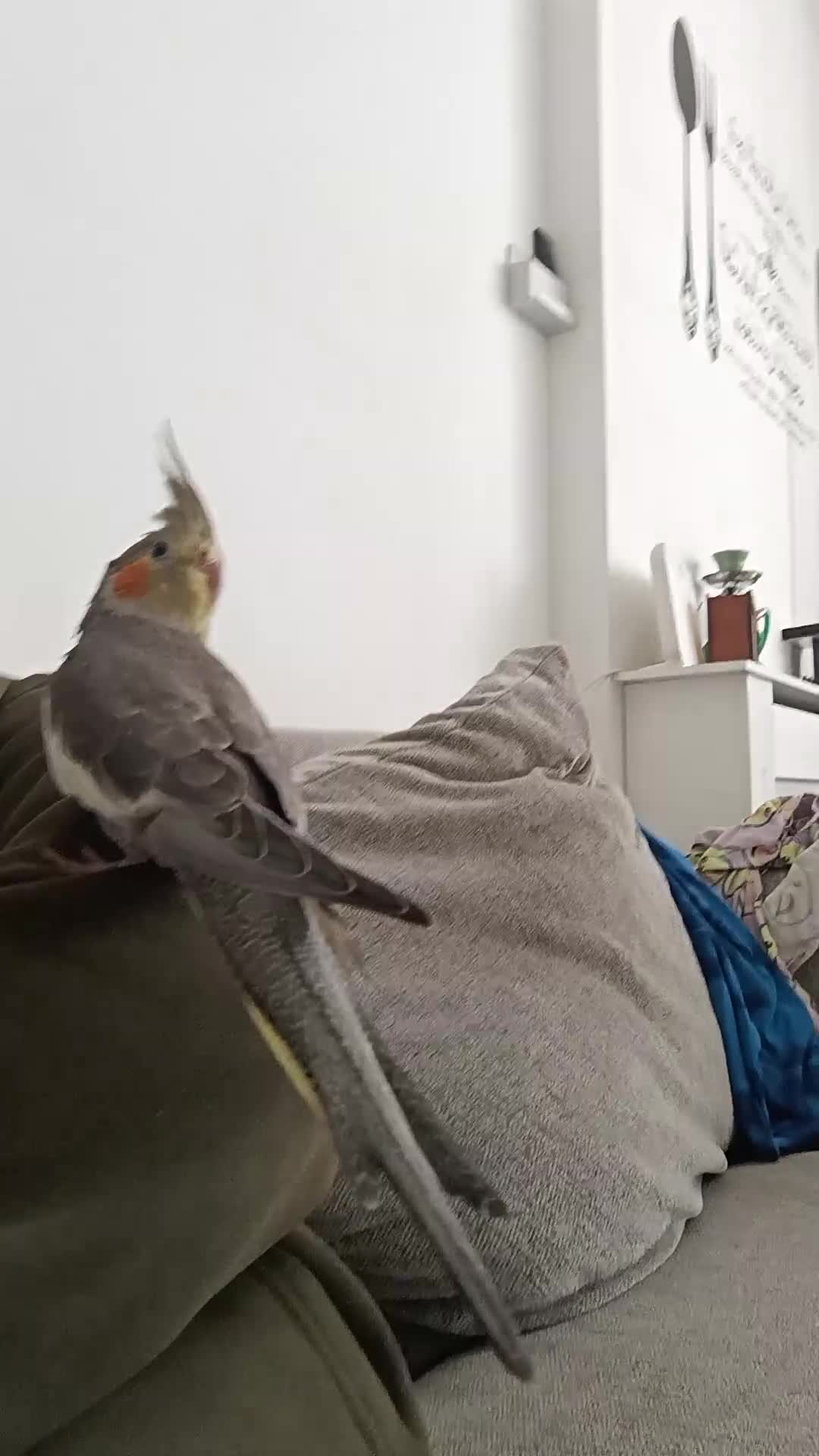 Cockatiels birds for sale: Cocktails  - Video 1